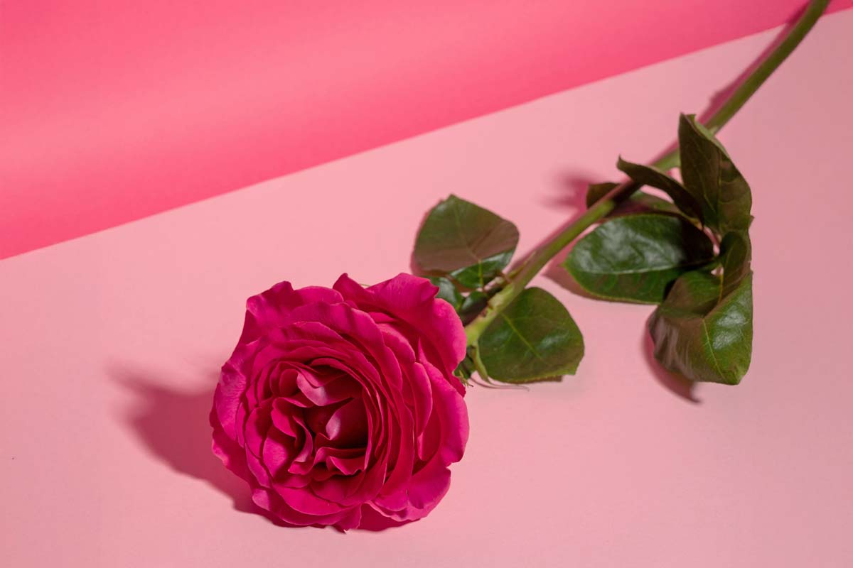 A rose on a pink background
